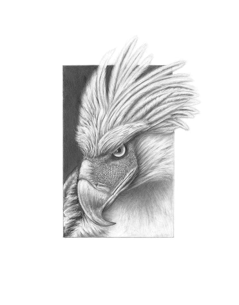 "Philippines Eagle" Print (11"x14")
