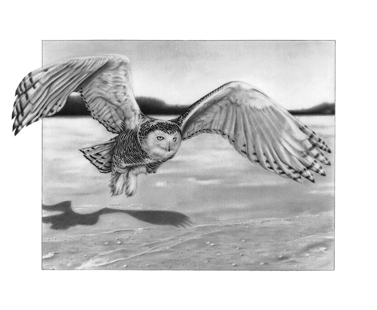 "Snowy Owl" Print (17"x14")